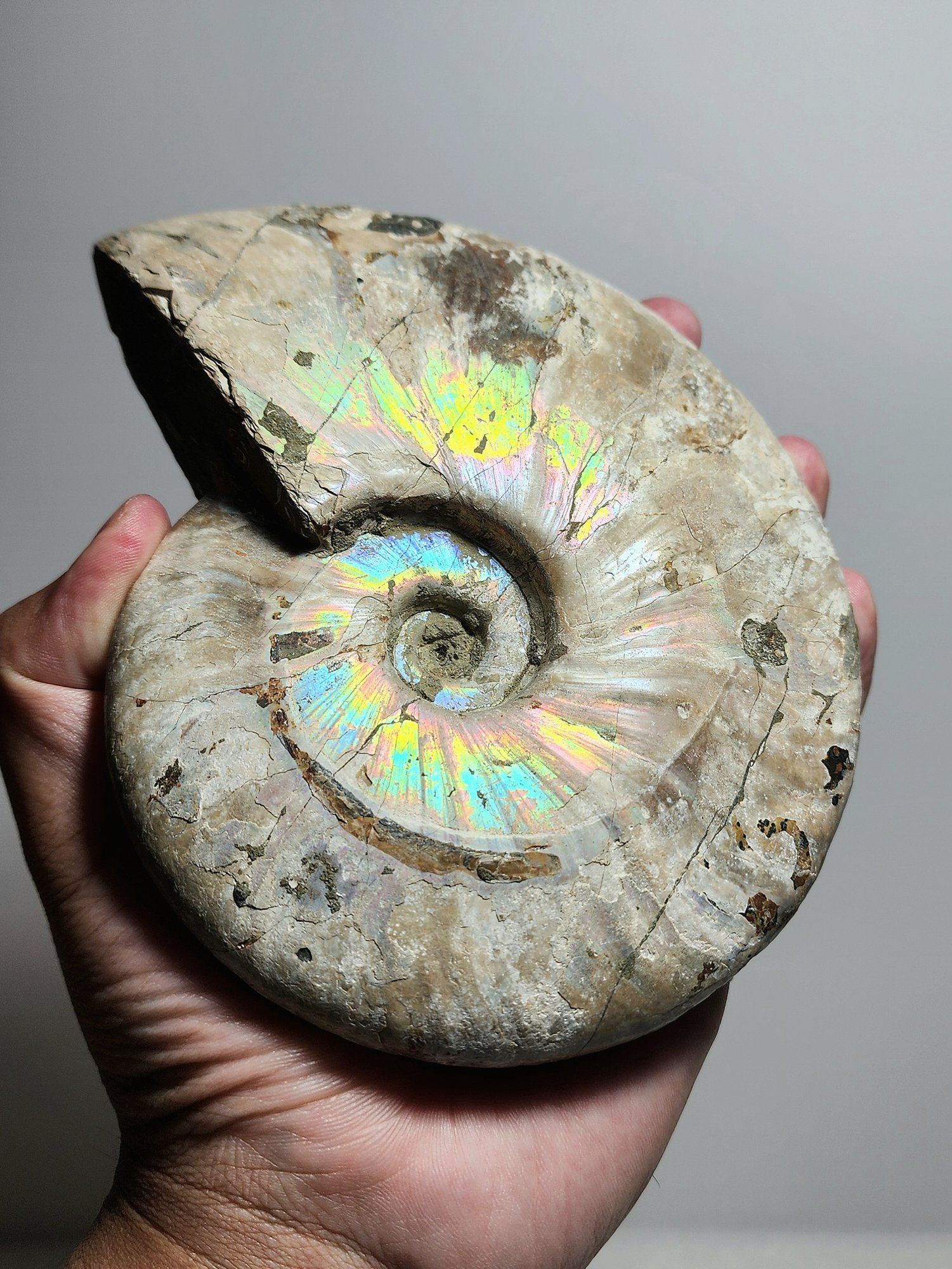 หิน Ammonite – Cleoniceras