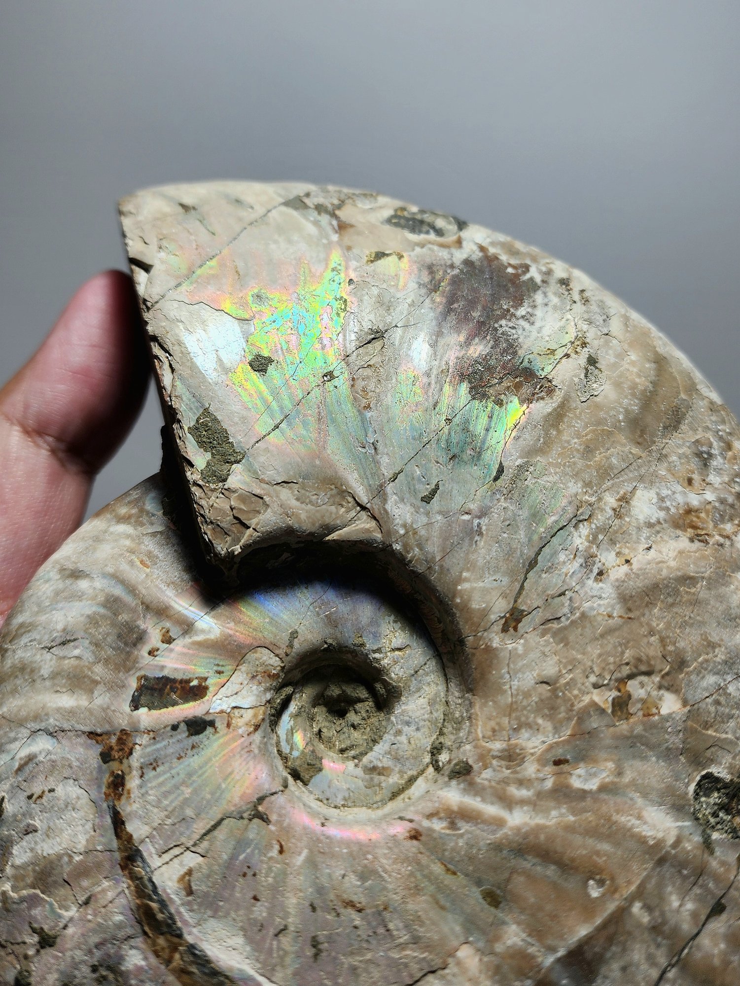 หิน Ammonite – Cleoniceras