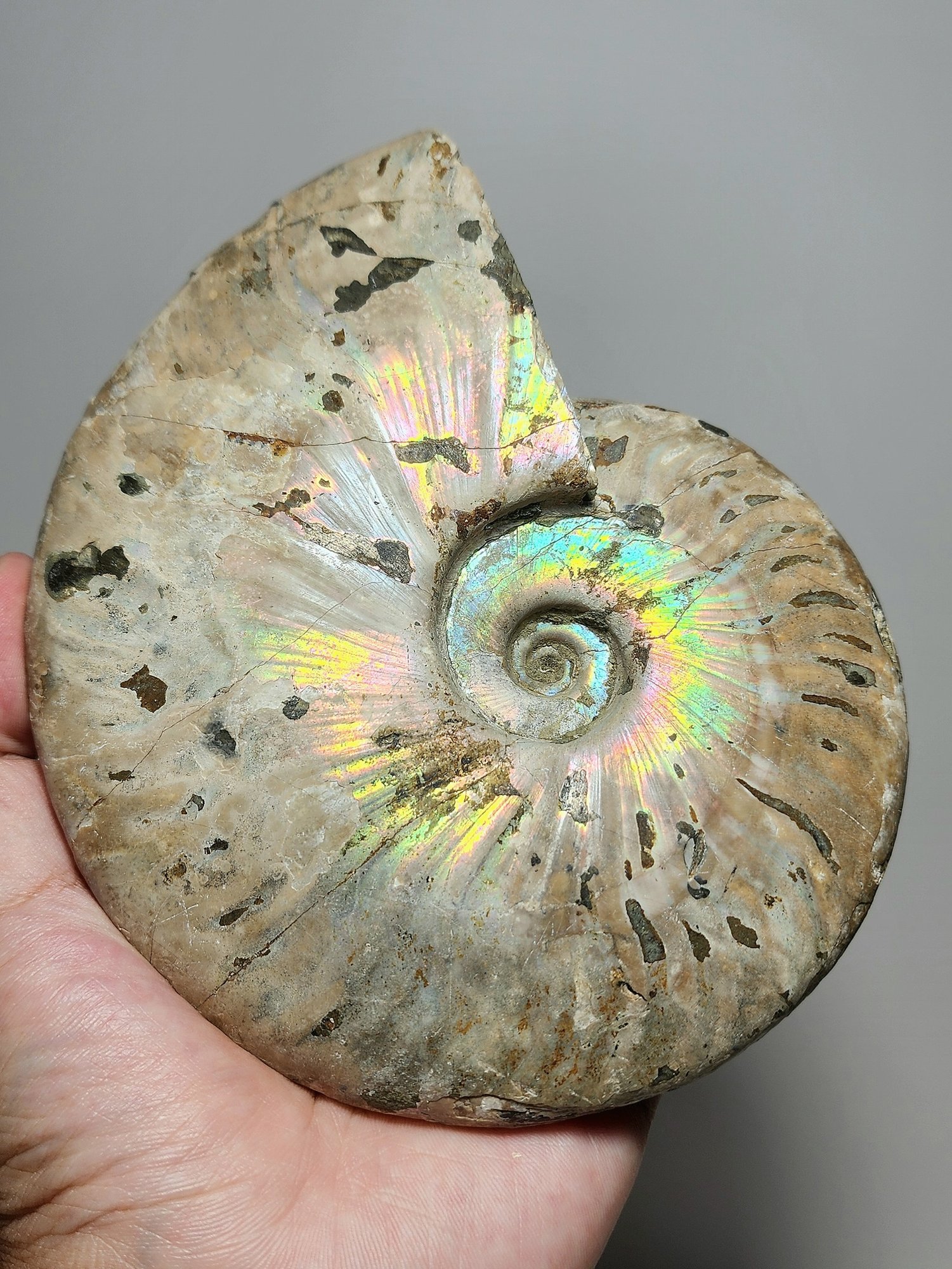 หิน Ammonite – Cleoniceras